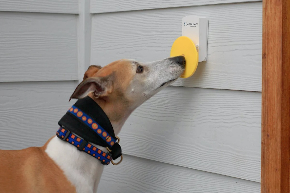 11 Best Doggy Doorbell for 2023