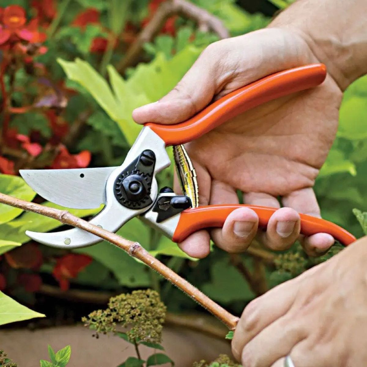 Hand Shears For Gardening Or Sheep Shearing - Topiary/hedge Scissors