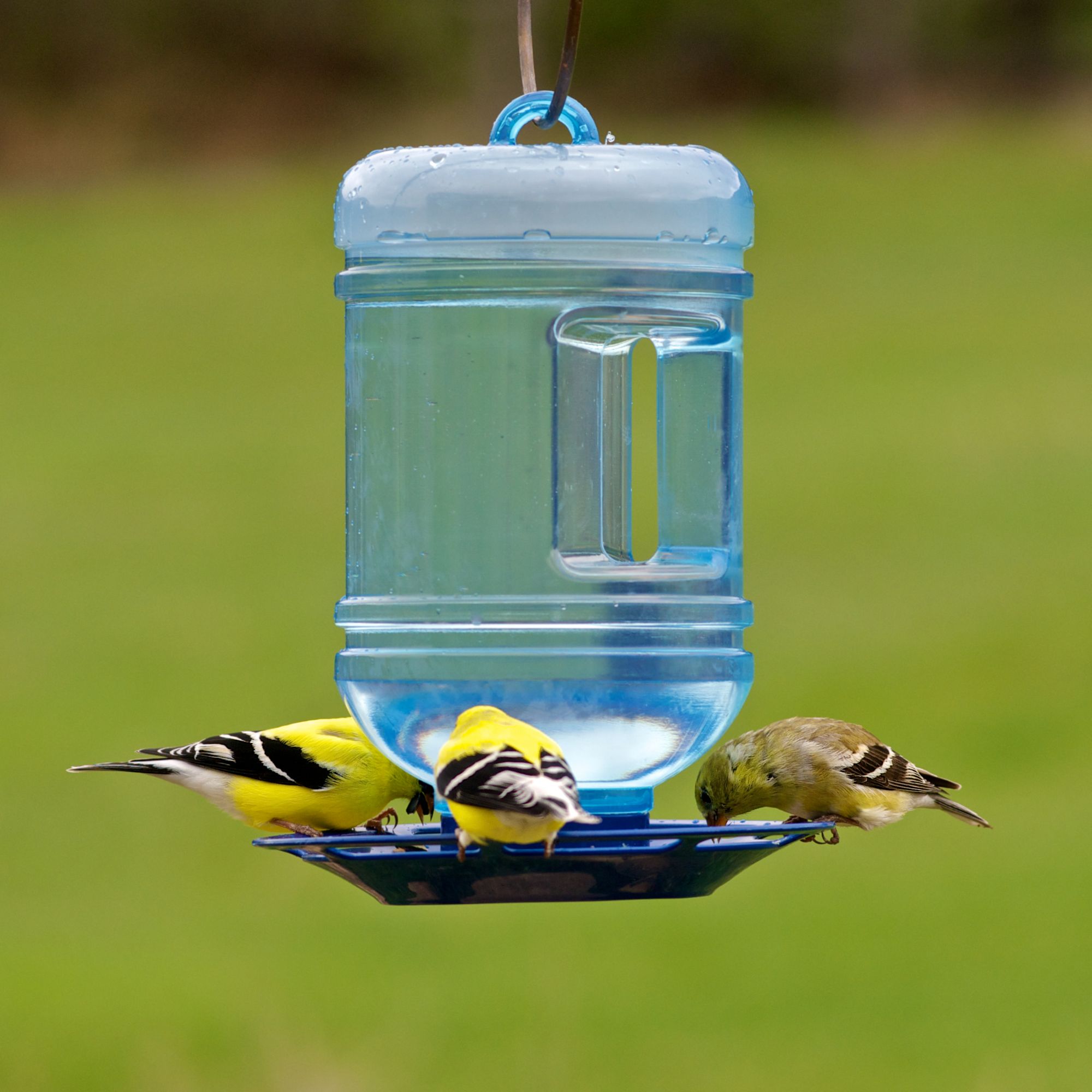 15 Best Bird Water Dispenser for 2024