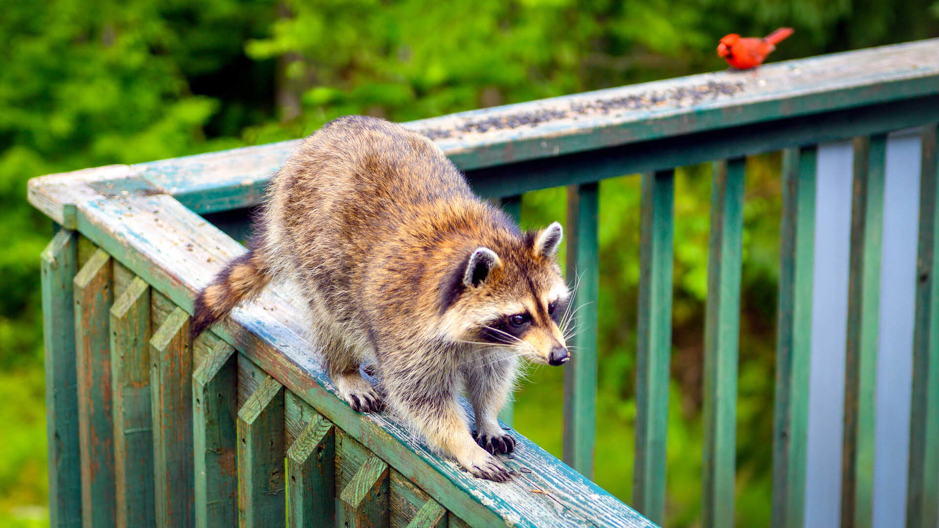 How Do I Keep Raccoons Off My Porch