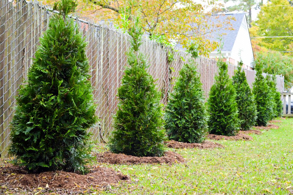 How Far To Plant Arborvitae From Fence