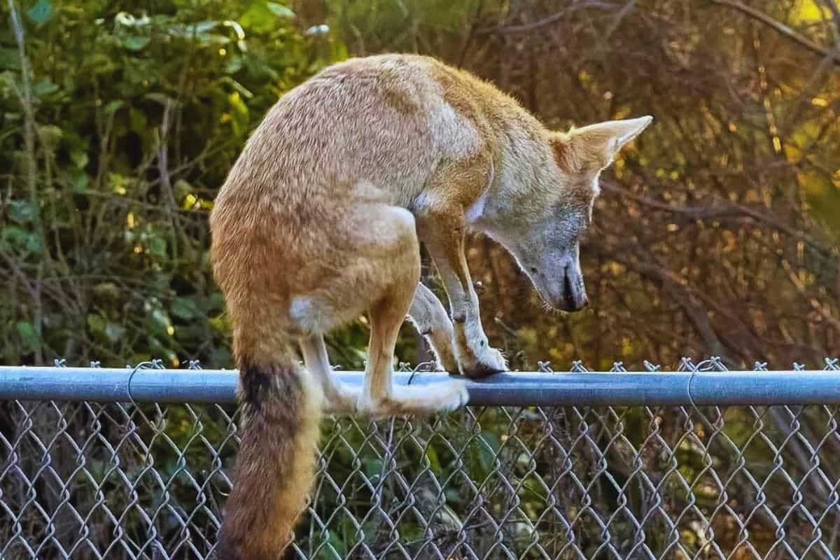 How High A Fence Can A Coyote Jump