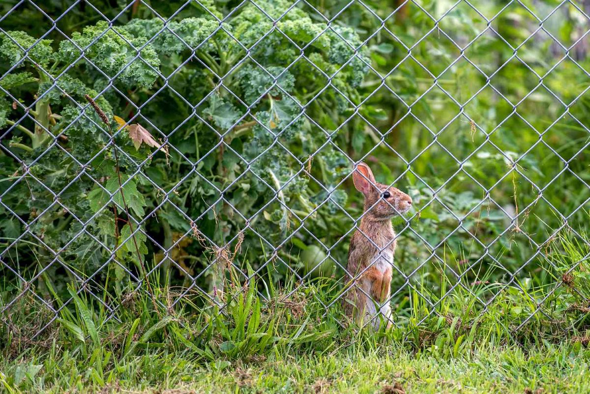 How High Can Rabbits Jump Over Garden Fence