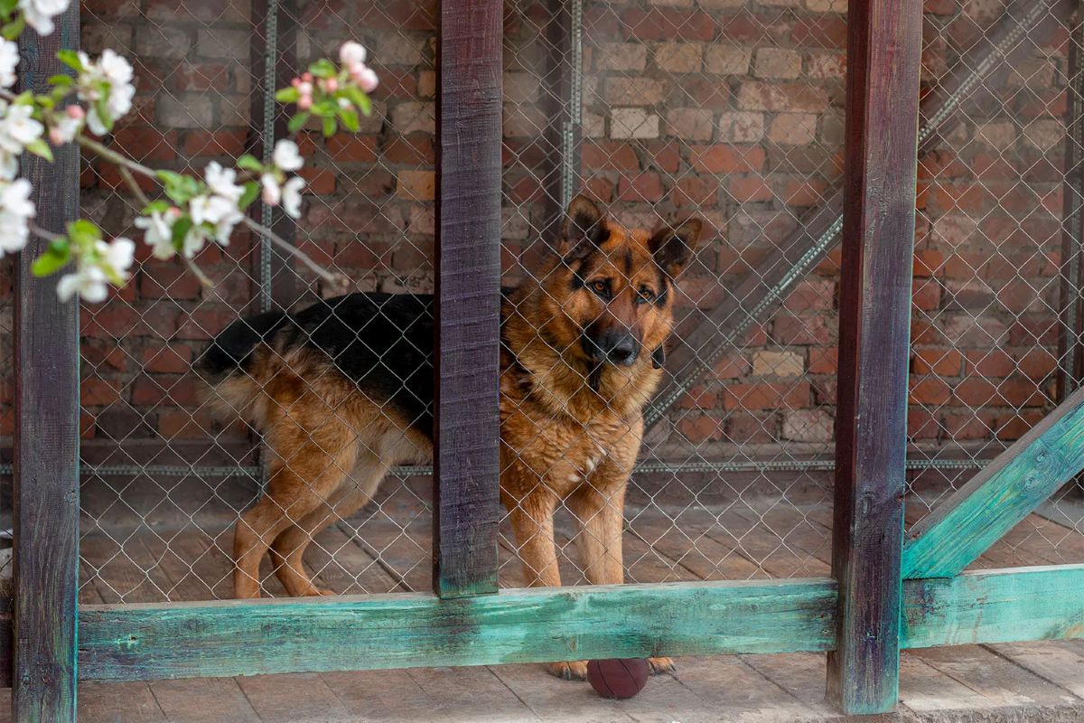 How Many Feet Of Chain Fence Are Necessary To Enclose A Dog Pen