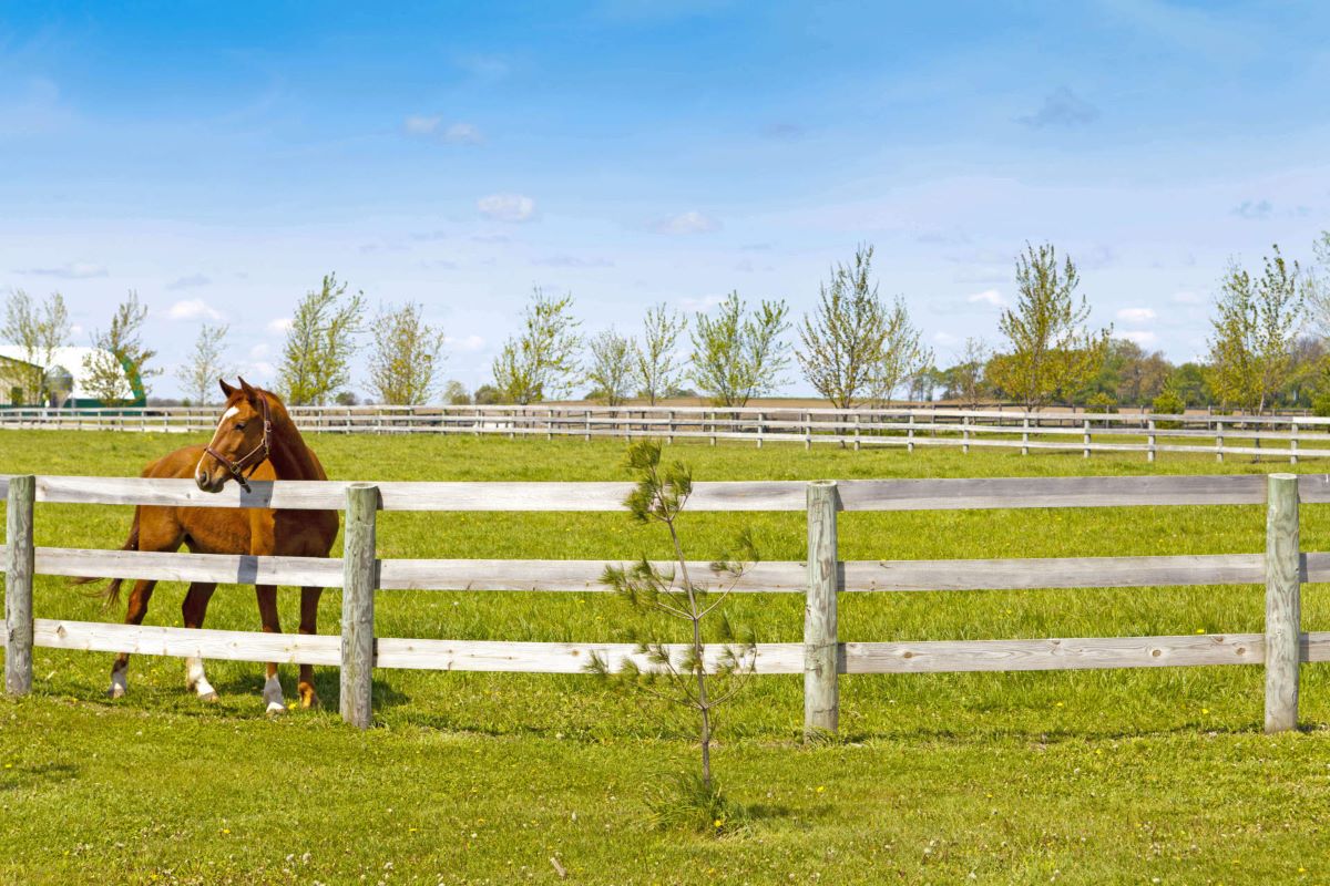 How Tall Should Horse Fence Be