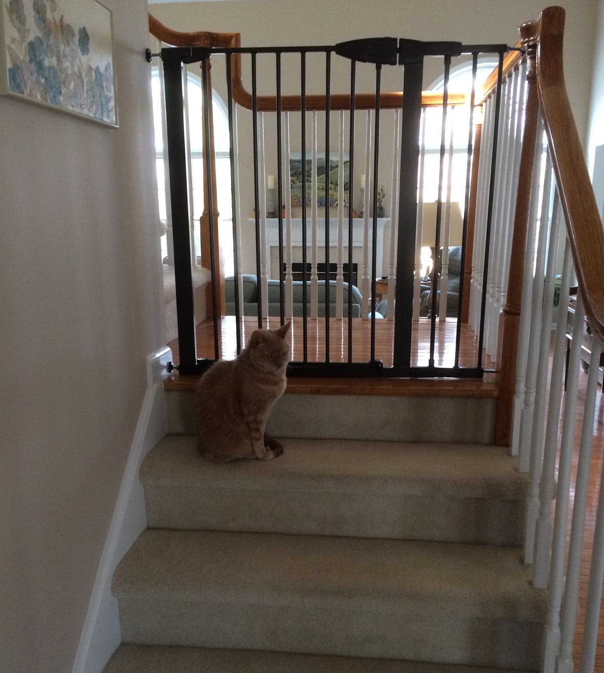 How To Block Cats From Stairs