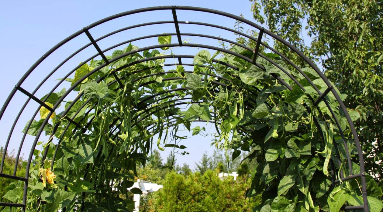 How To Build A Bean Trellis That Adds Interest To Your Garden