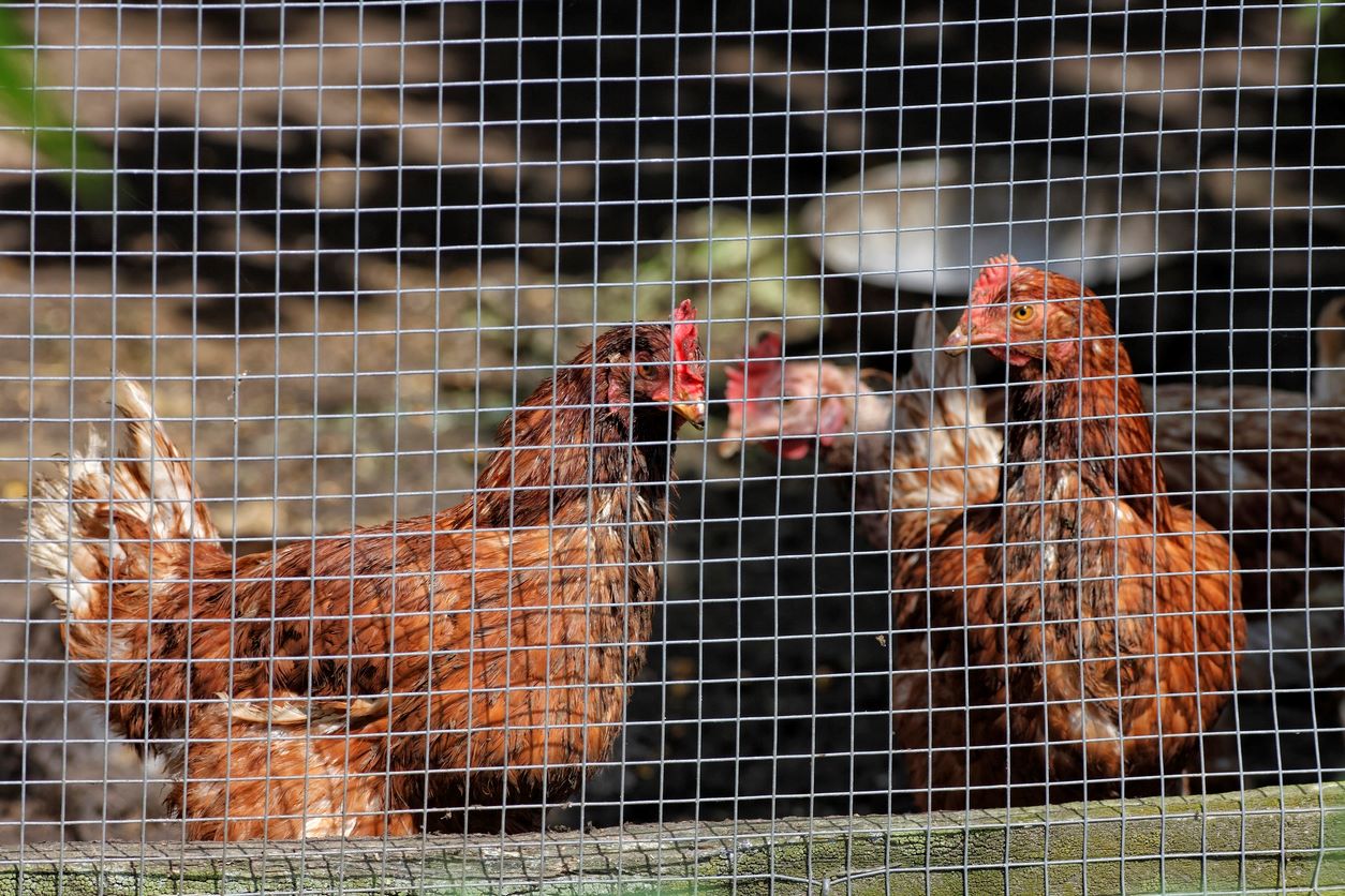 How To Build Chicken Wire Fence