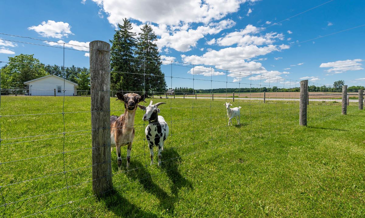 How To Build Goat Fence