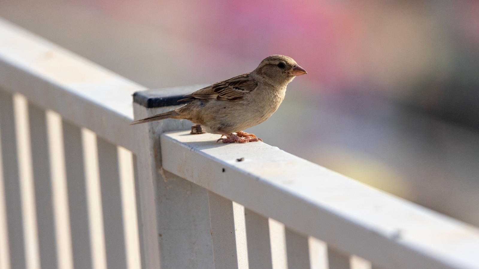 How To Clean Bird Poop Off Porch
