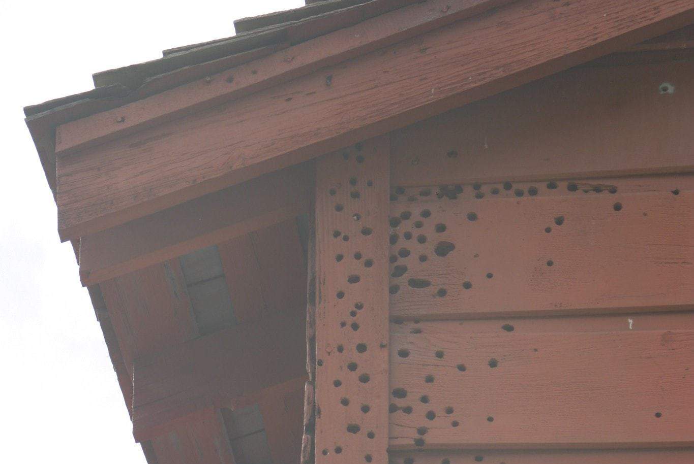 How To Deter Woodpeckers From Wood Siding