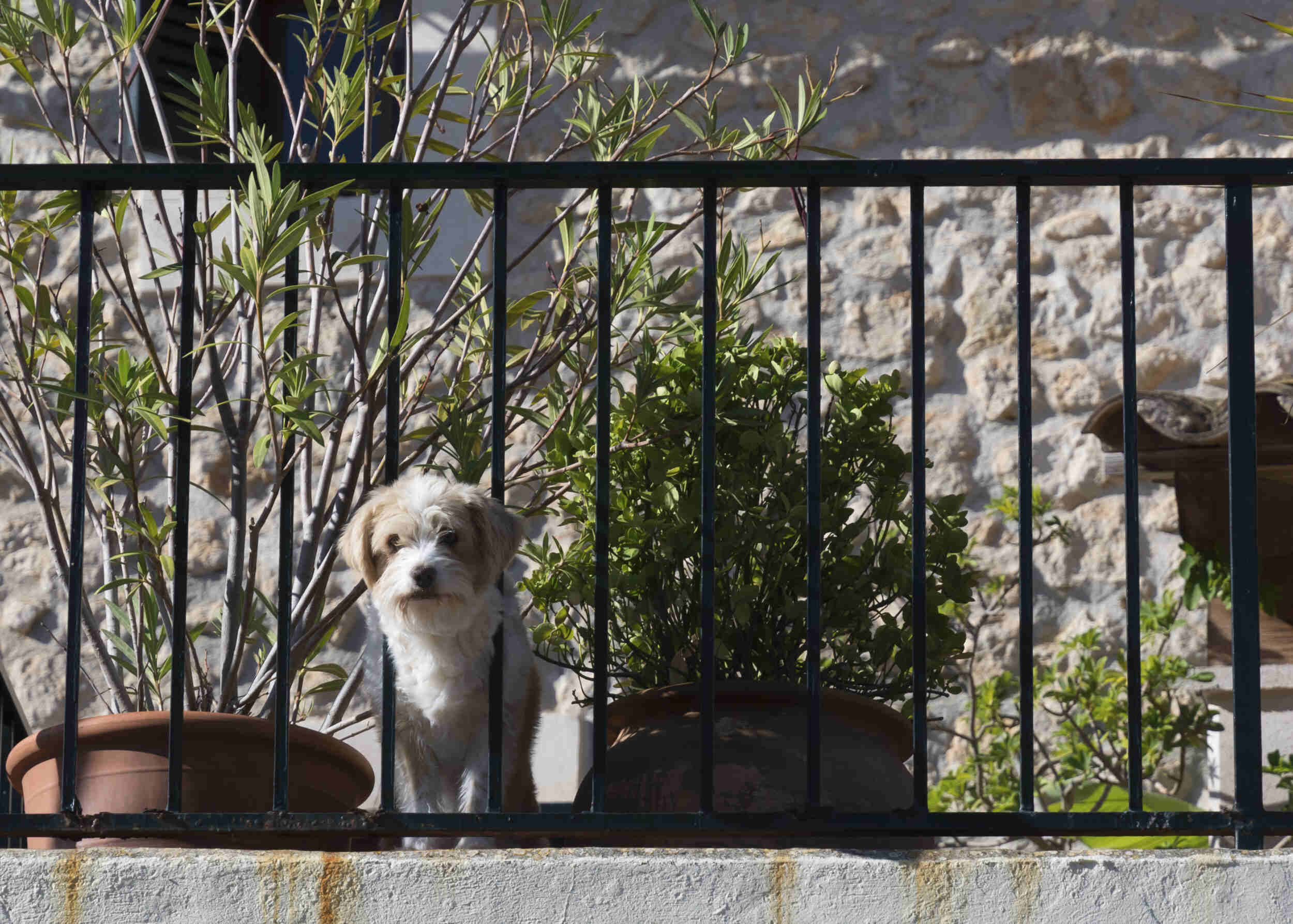 How To Dog Proof A Balcony