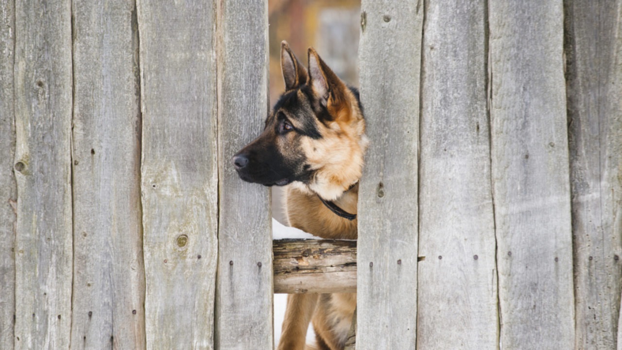 How To Dog Proof A Fence