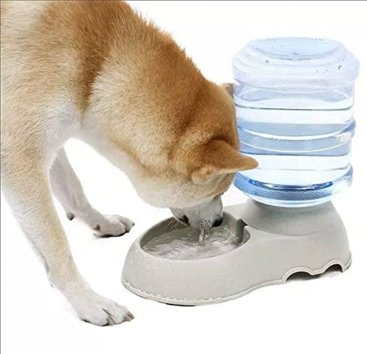 How To Fill Dog Water Dispenser
