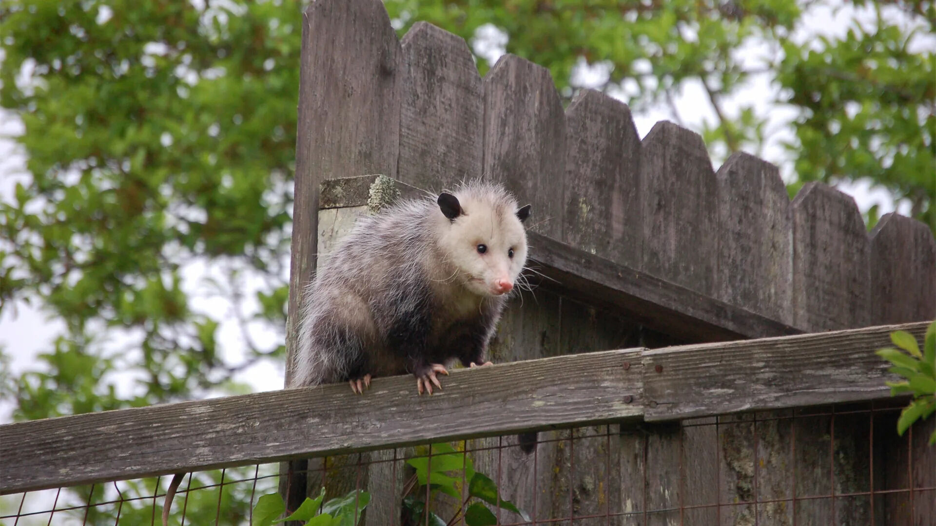 How To Get A Possum Off Your Porch