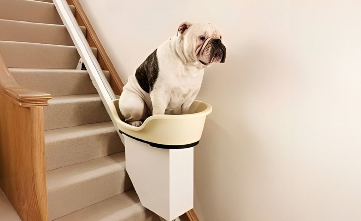 How To Get An Old Dog Up And Down Stairs