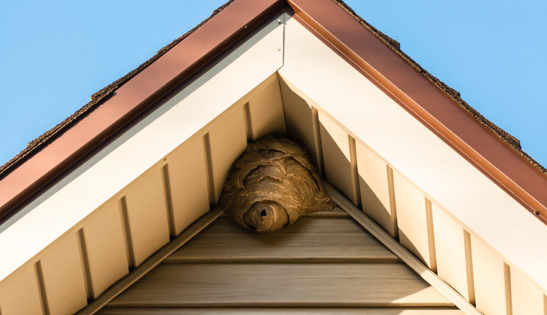 How To Get Rid Of Bees Under Siding
