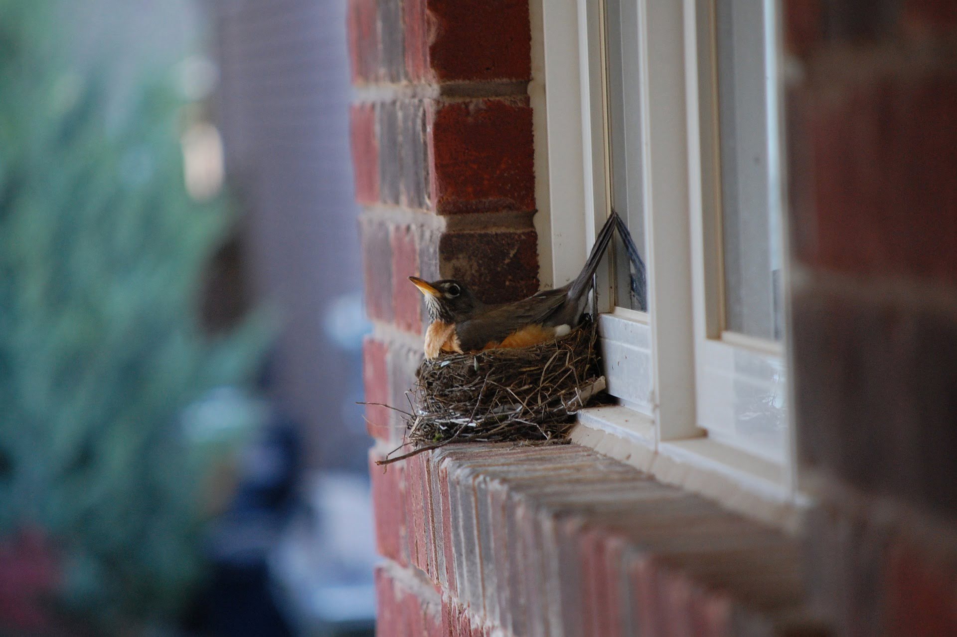 How To Get Rid Of Bird Nest On Porch