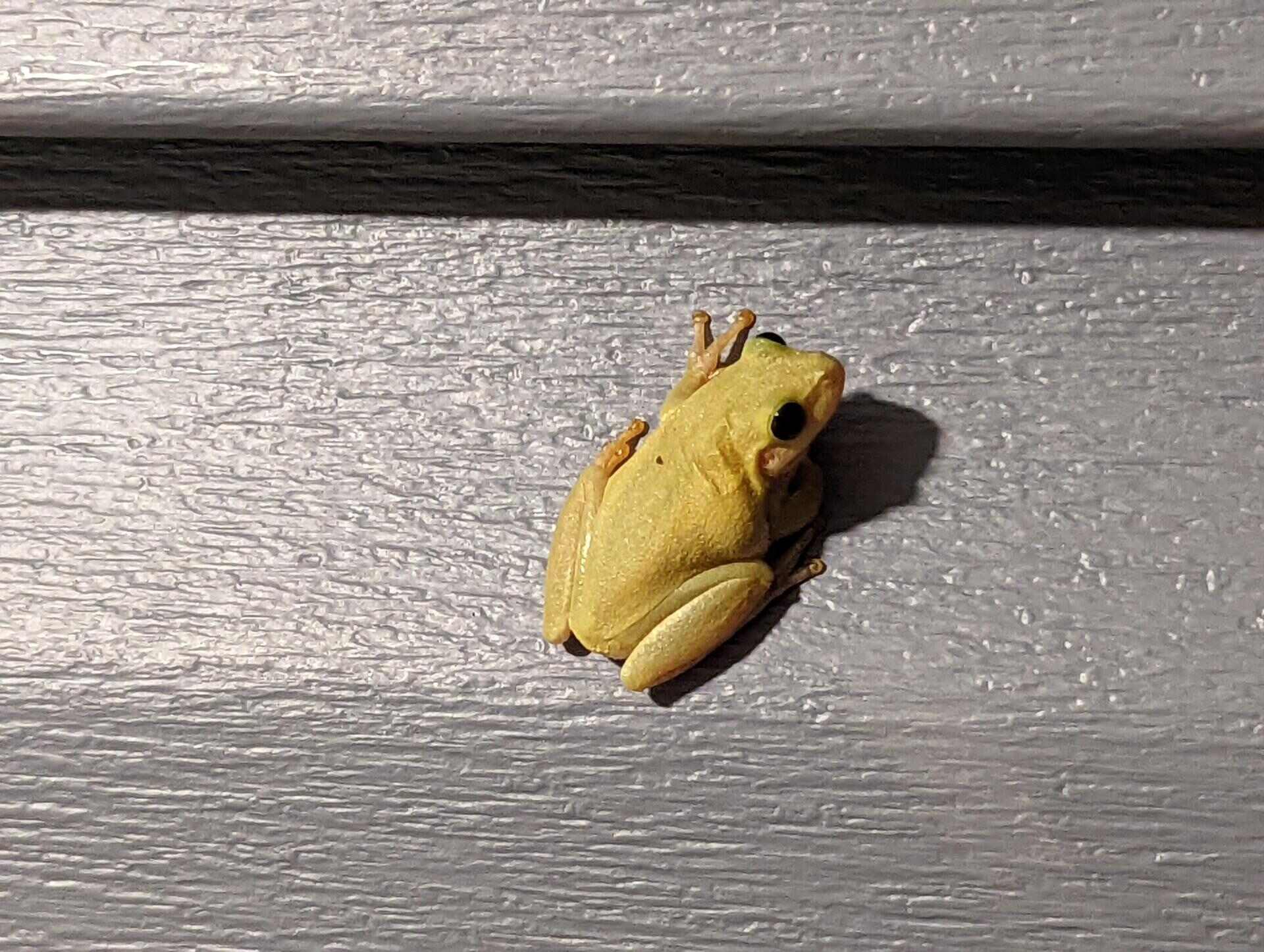 How To Get Rid Of Frogs On My Porch