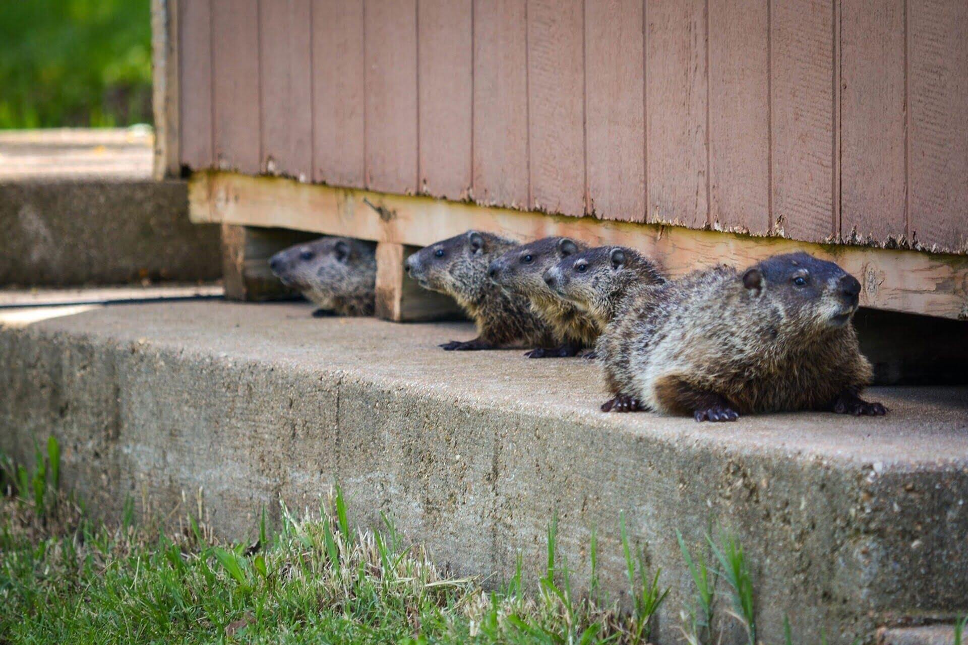 How To Get Rid Of Groundhogs Under Porch