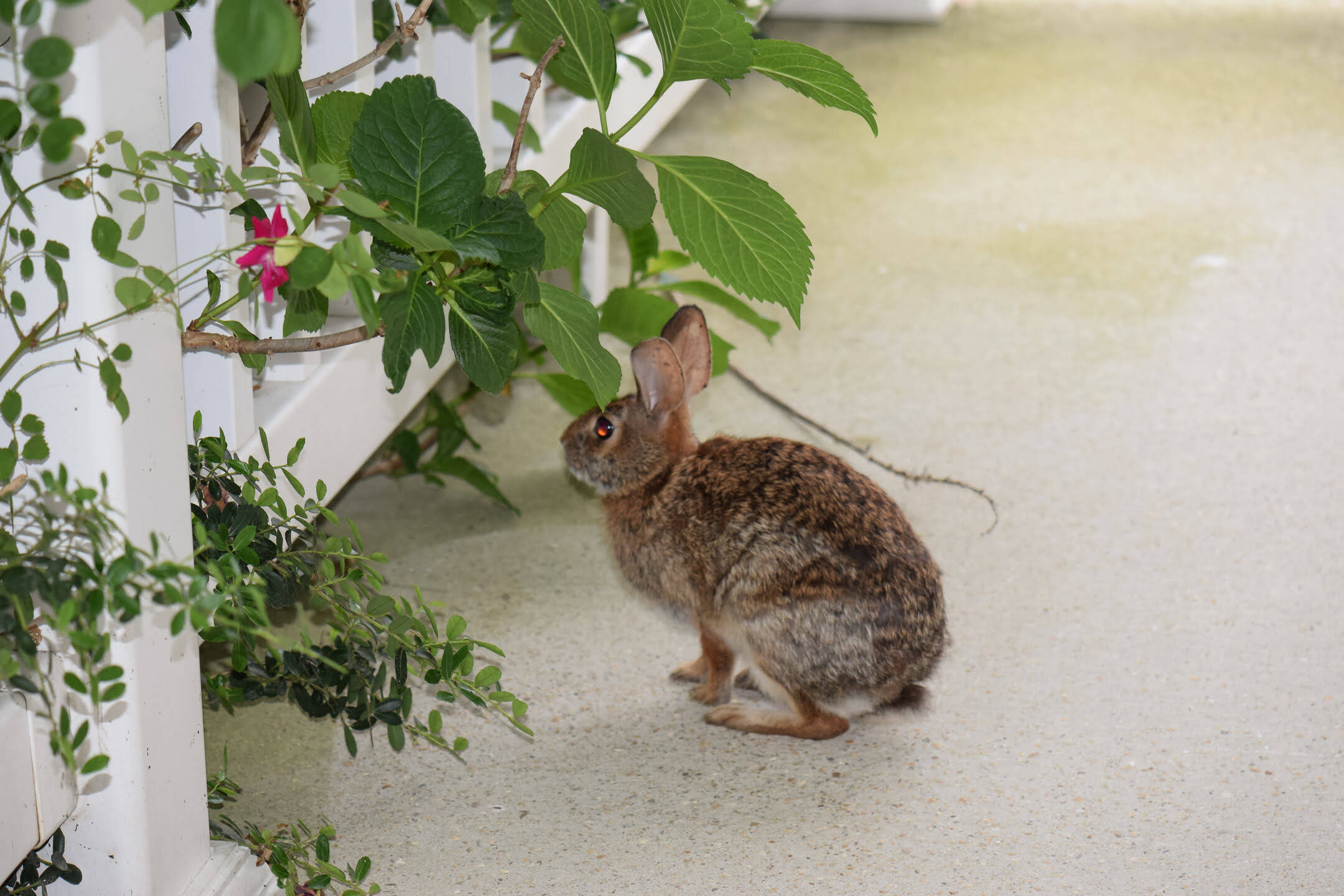 how-to-get-rid-of-rabbits-under-my-porch-storables