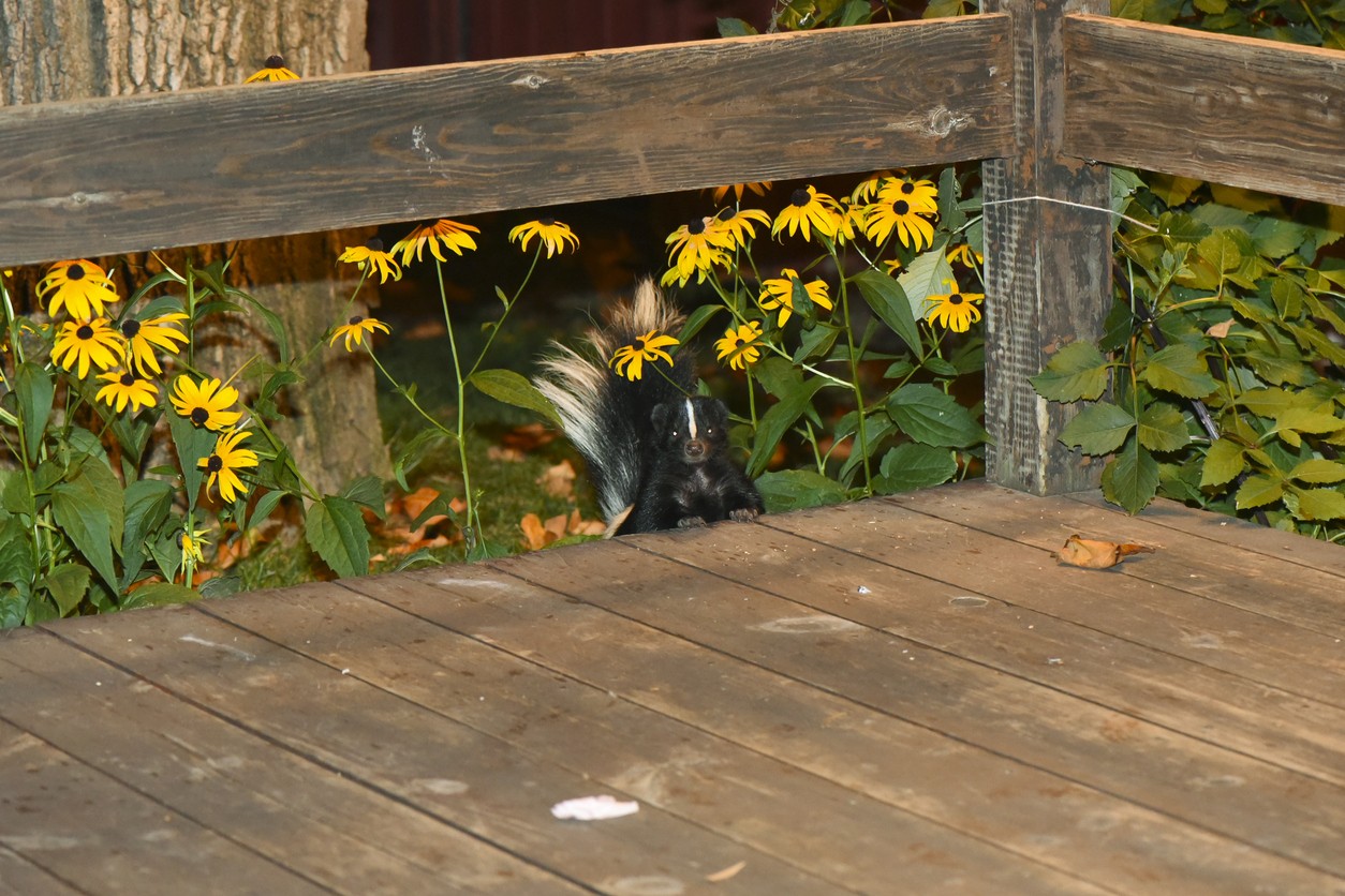 How To Get Rid Of Skunks Under The Porch