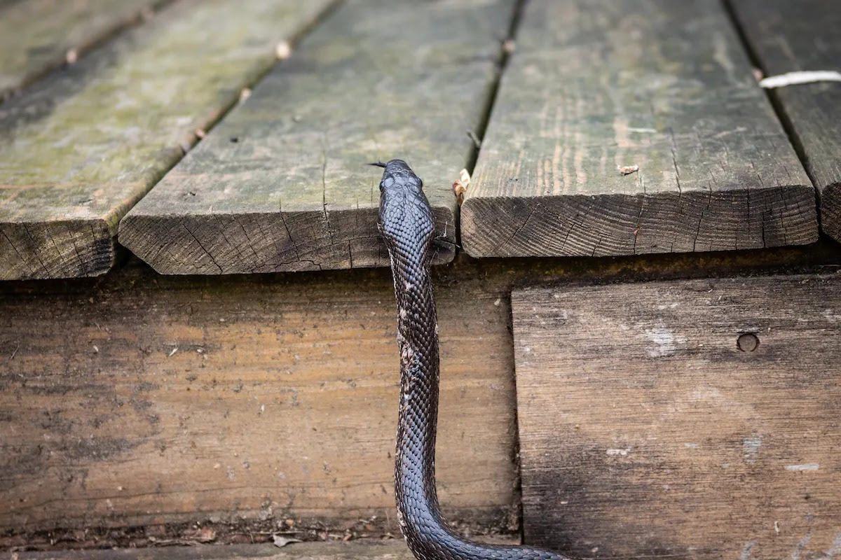 How To Get Rid Of Snakes Under Porch