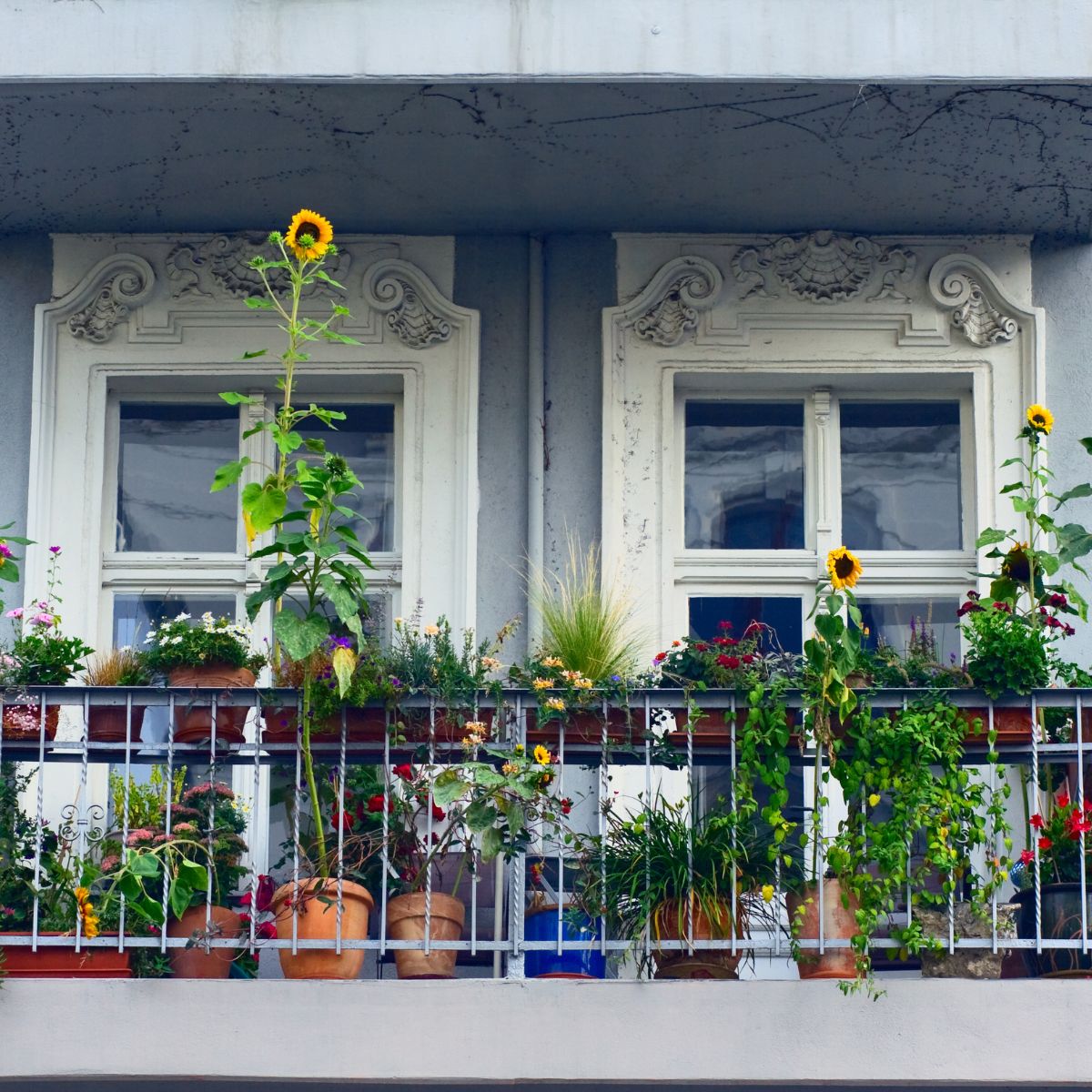 How To Grow Herbs On Balcony