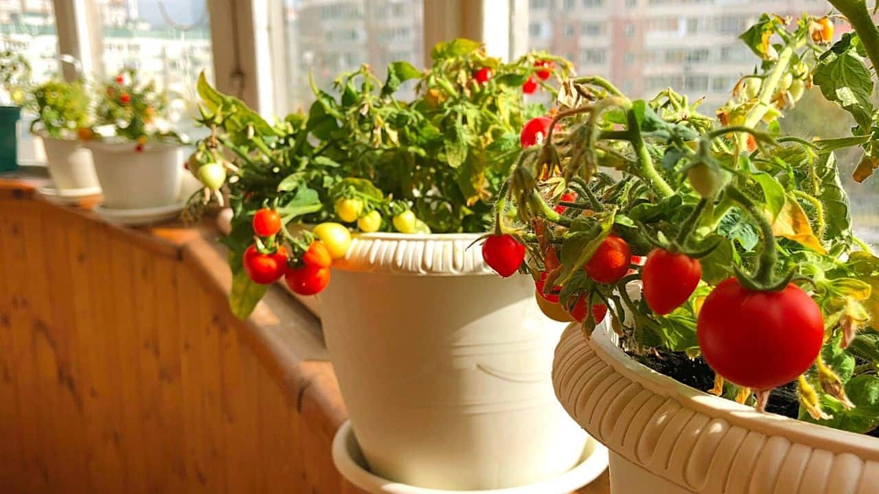How To Grow Tomatoes On Balcony