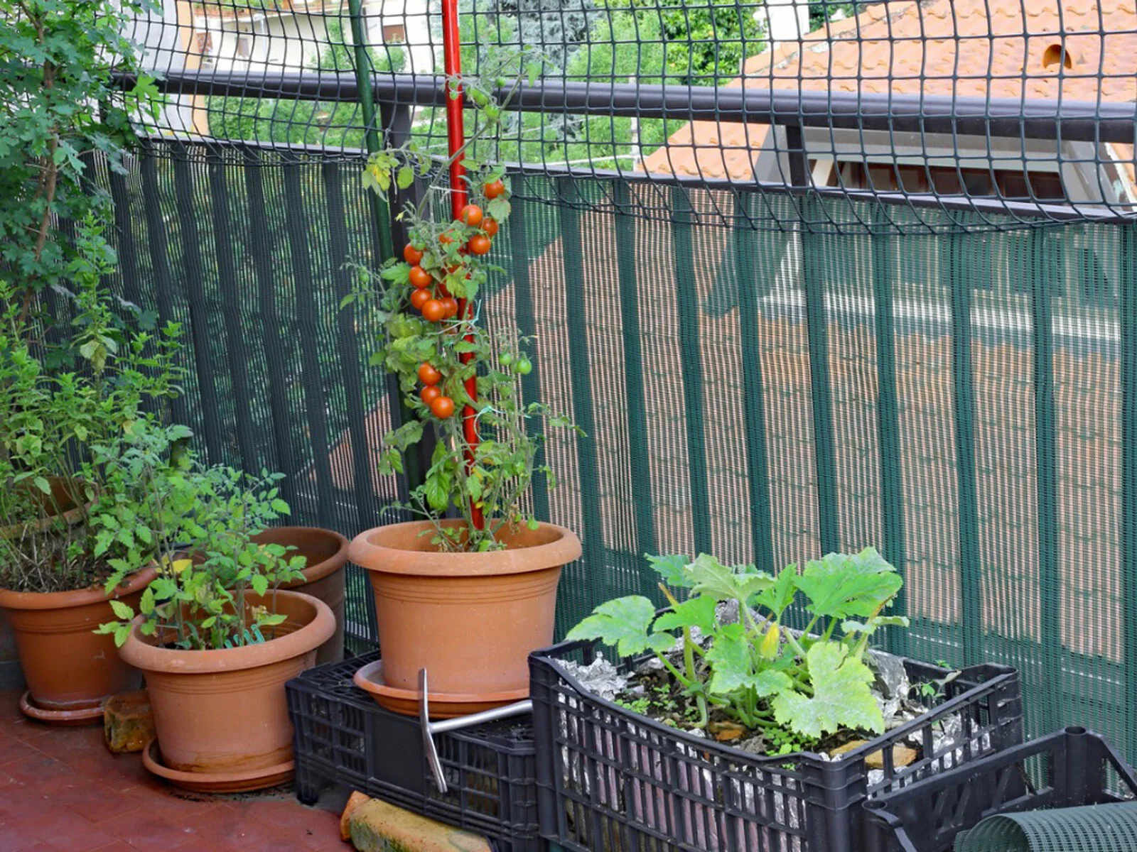 How To Grow Vegetables In Balcony