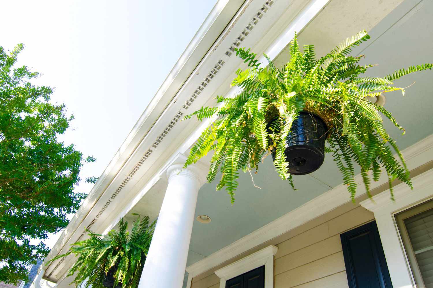 How To Hang Ferns On Porch