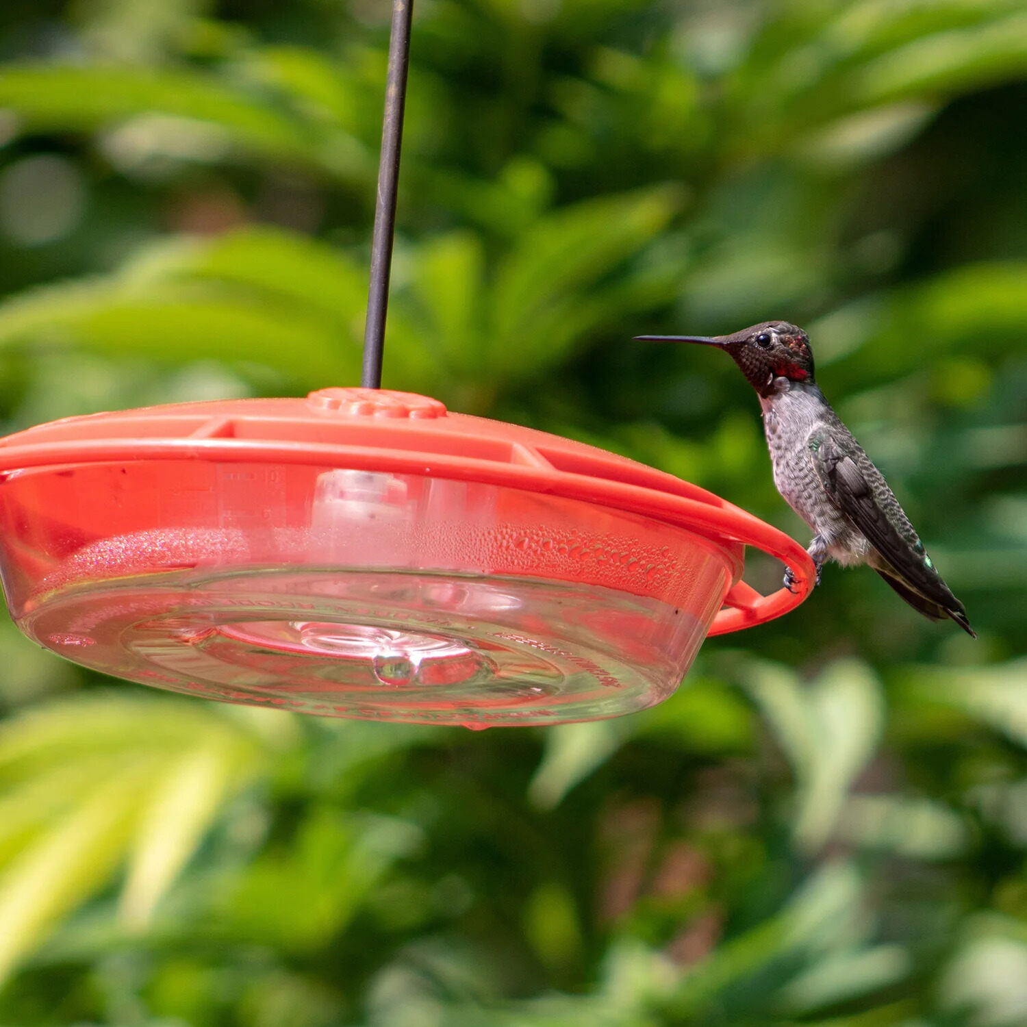How To Hang Hummingbird Feeder On Balcony