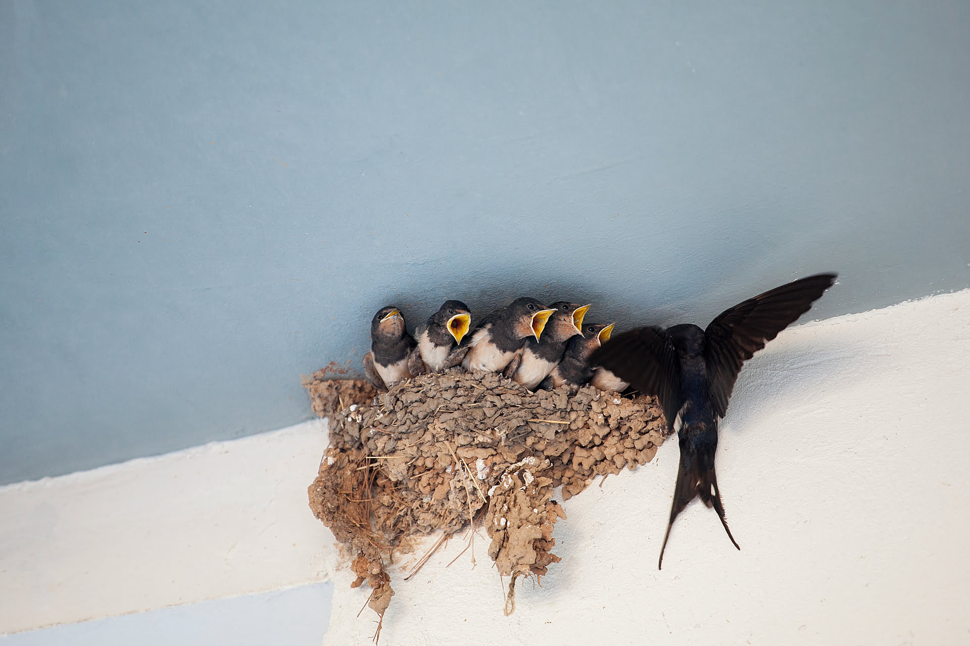 How To Keep Barn Swallows Off Porch