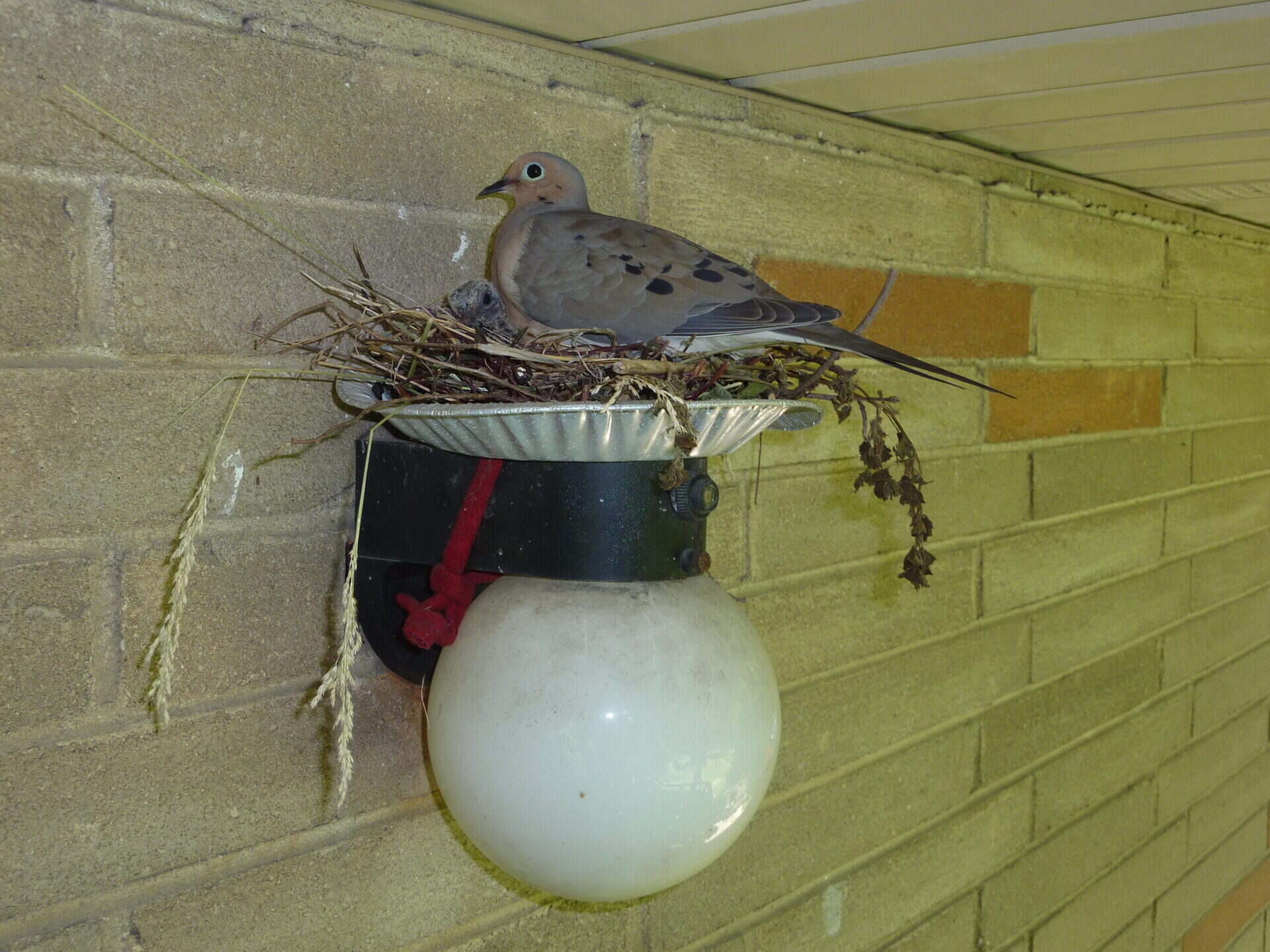 How To Keep Birds From Building Nest On Porch Light