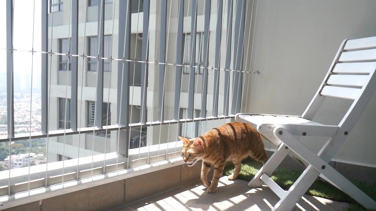 How To Keep Cat From Jumping Off Balcony