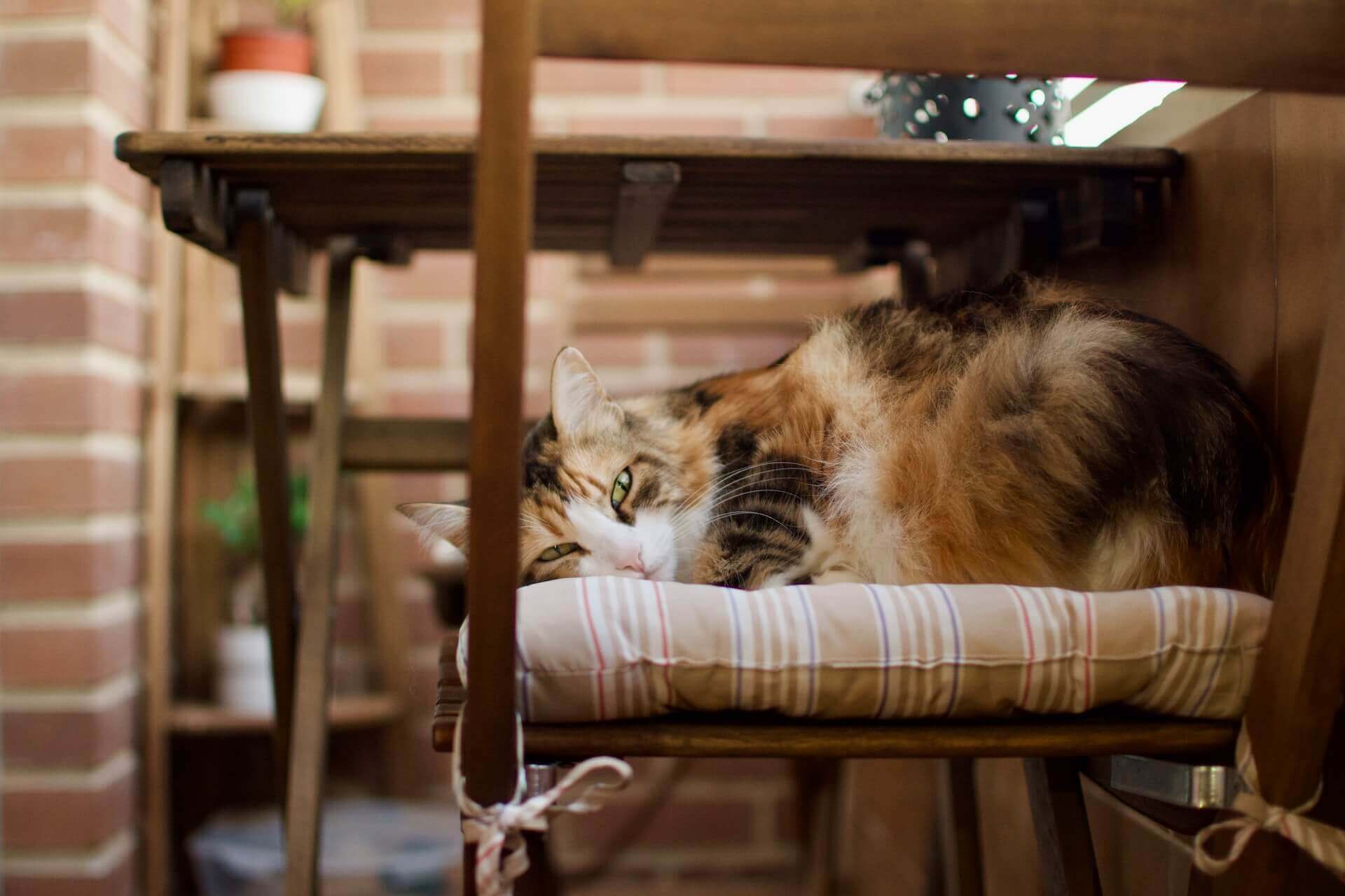 How To Keep Cats Off Your Porch Furniture