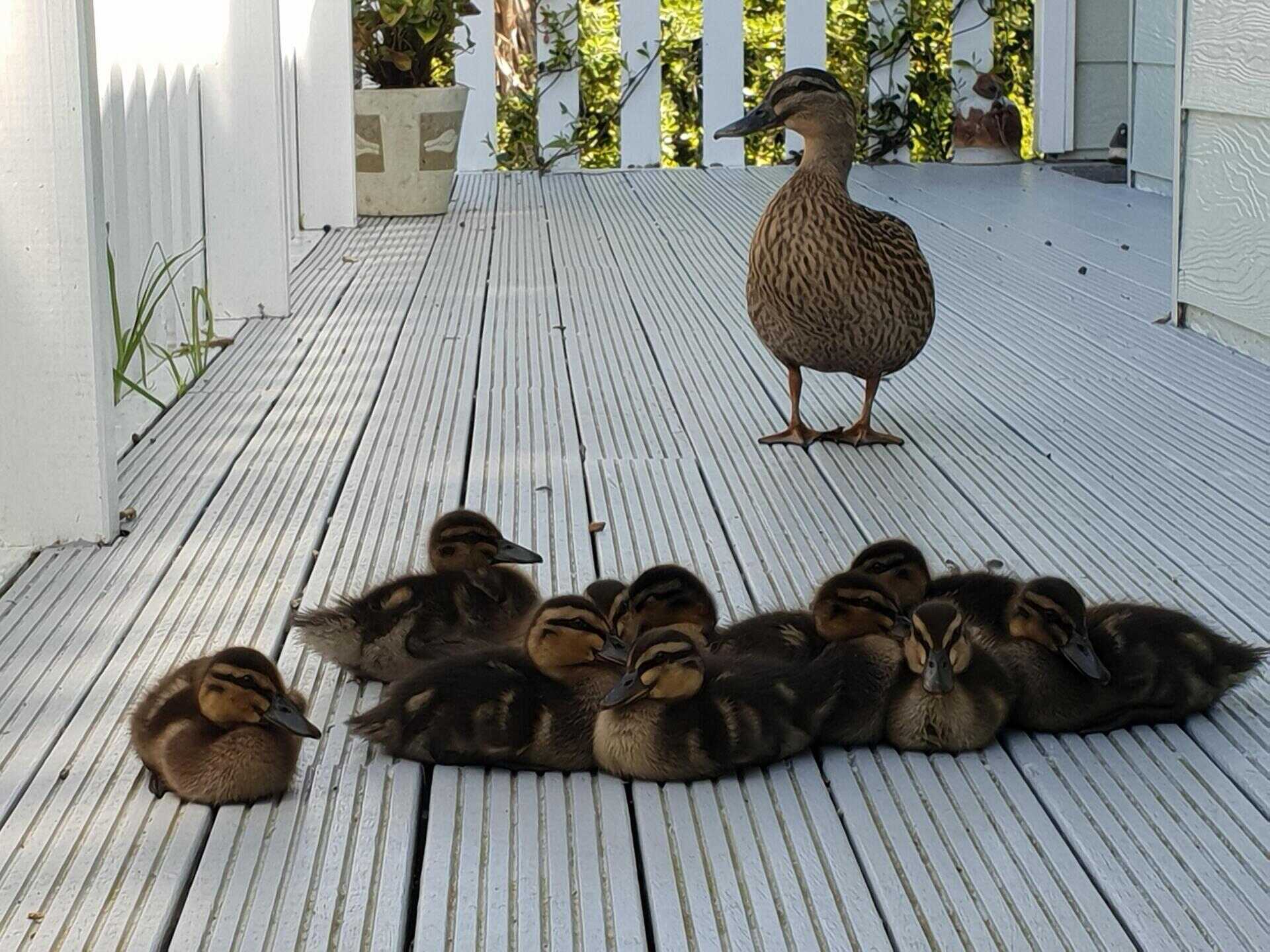 How To Keep Ducks From Pooping On Porch
