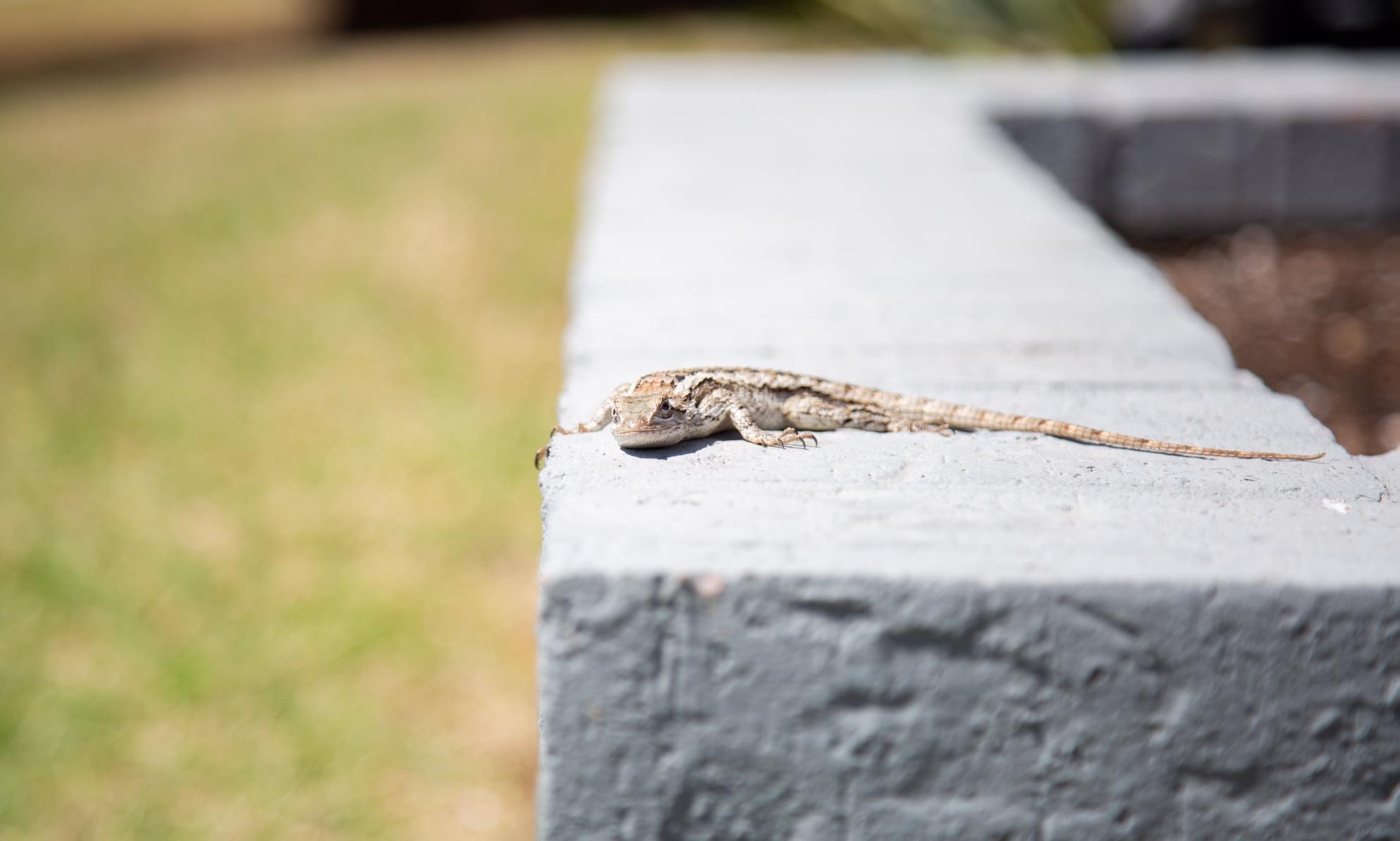 How To Keep Lizards Off Your Porch