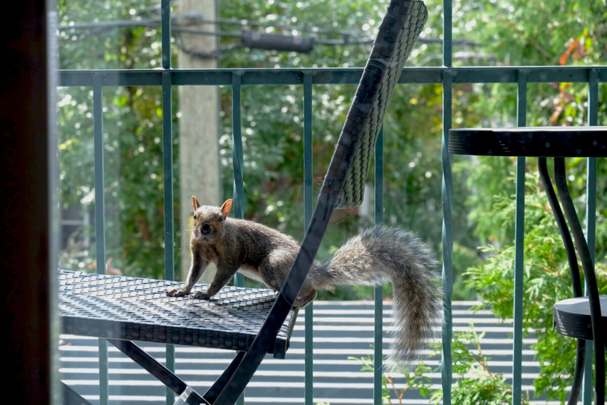 How To Keep Squirrels Off Balcony