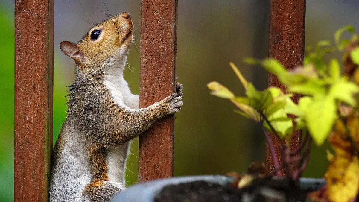 How To Keep Squirrels Off Your Porch