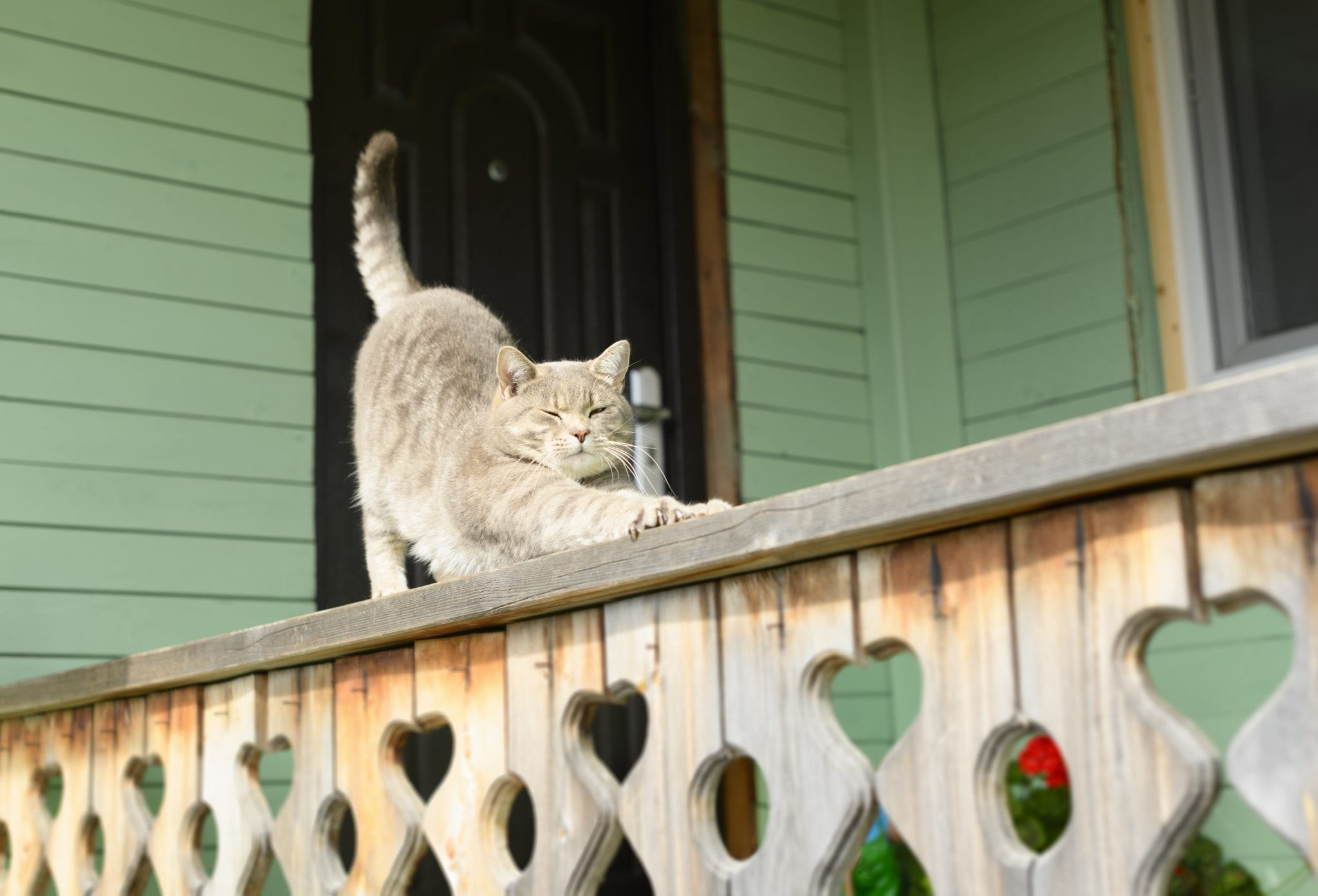 How To Keep Stray Cats From Peeing On My Porch