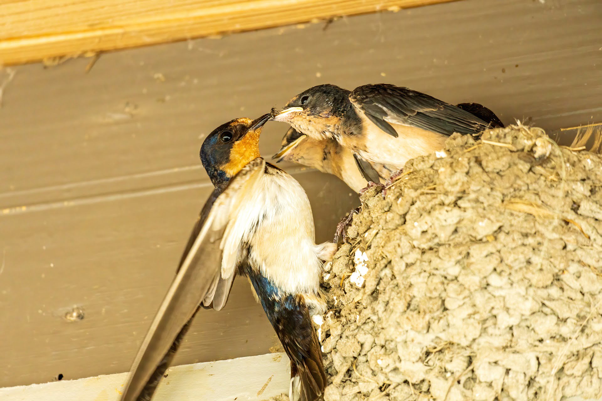 How To Keep Swallows From Nesting On My Porch