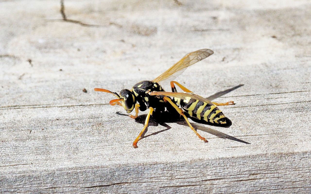 How To Keep Wasps Off Your Porch