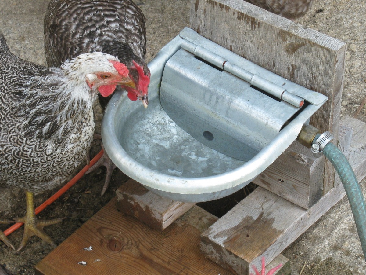 How To Make A Chicken Water Dispenser