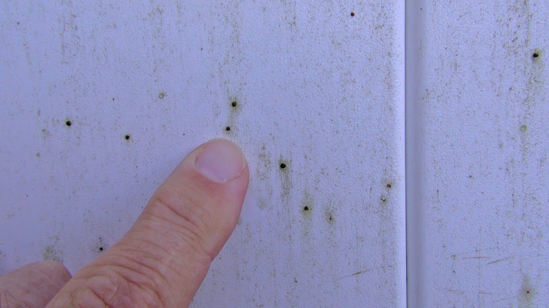 How To Remove Artillery Fungus From Vinyl Siding