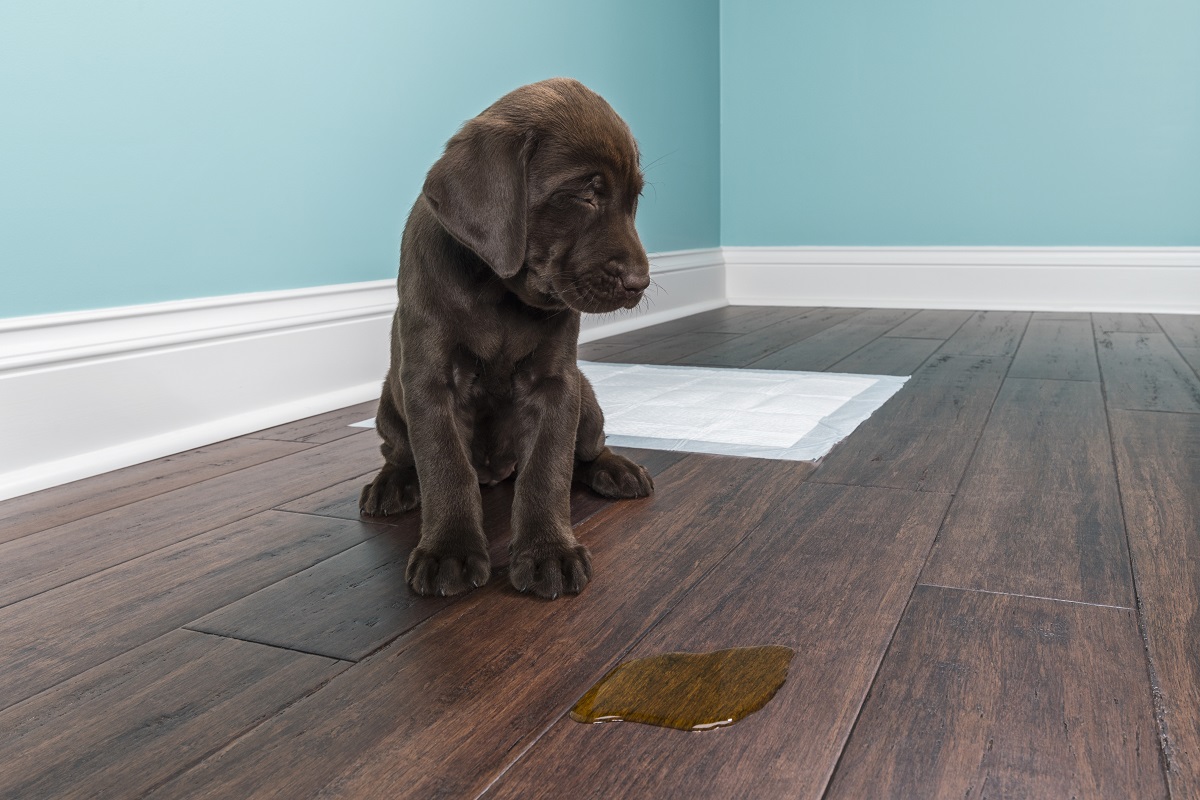 How To Remove Dog Urine Smell From Floor