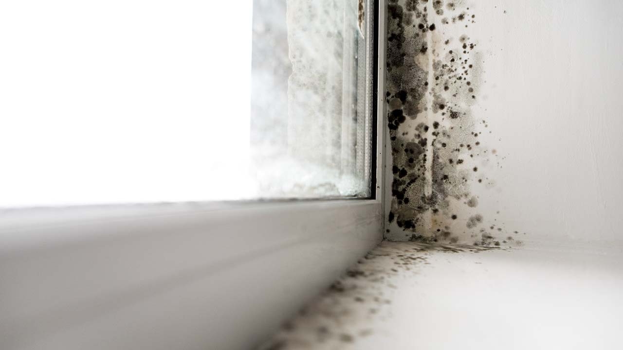 How To Remove Mold From Interior Walls