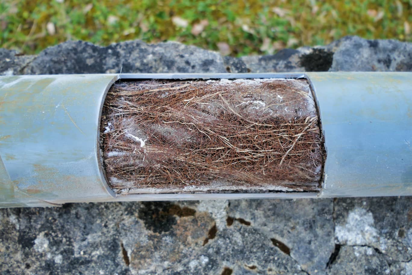 How To Remove Tree Roots From Plumbing