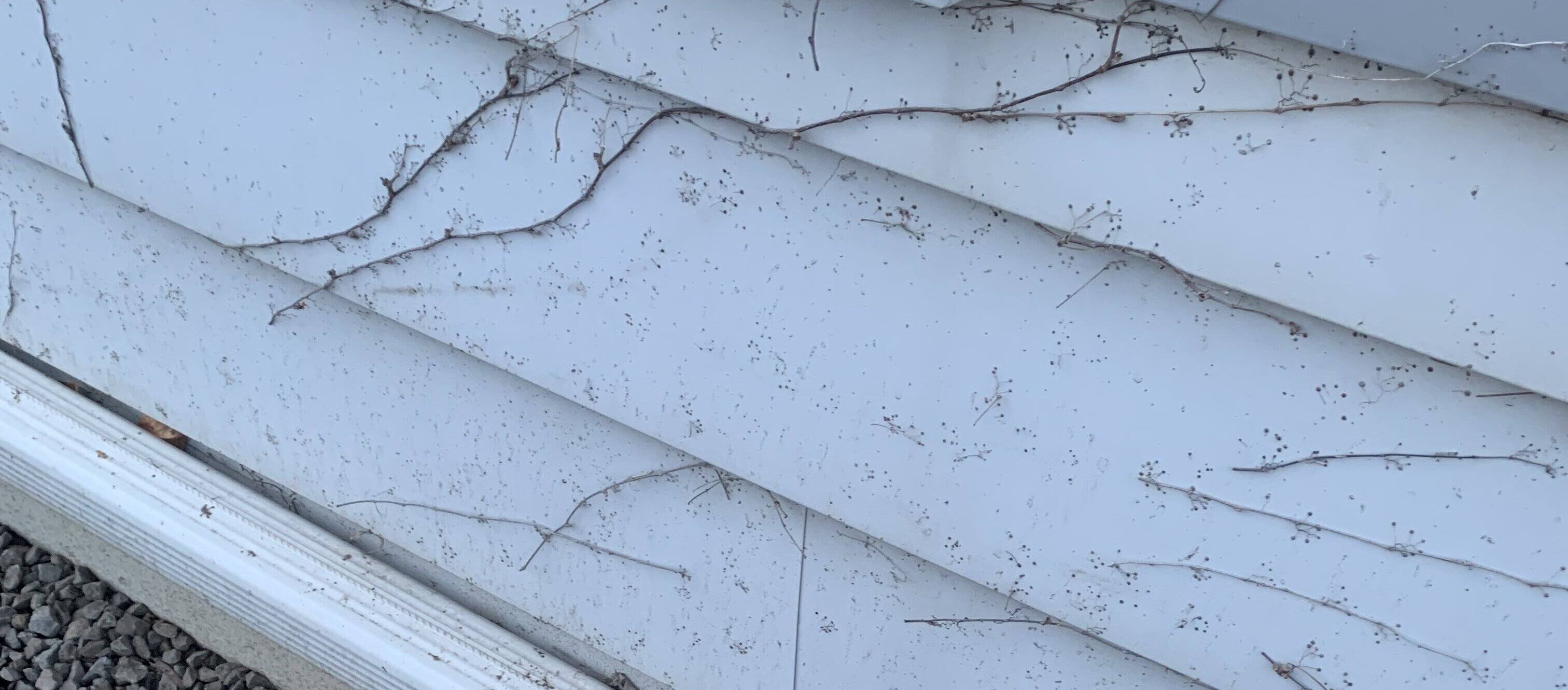 How To Remove Vine Marks From Siding