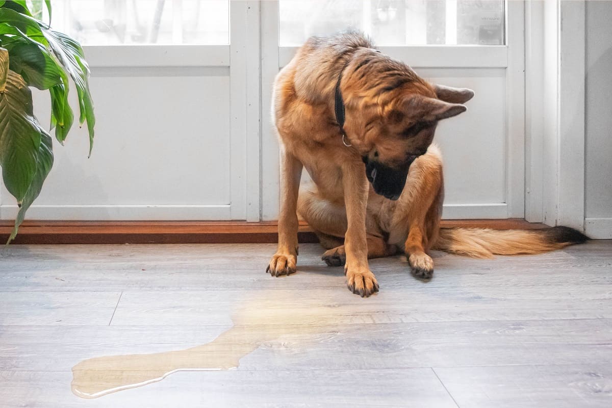How To Stop A Dog From Peeing On The Floor